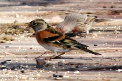 Brambling, with a male House Finch