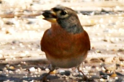 Brambling, showing solid burnt-orange breast, indicative a male sex
