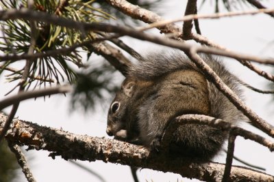 Pine Squirrel (Colorado)