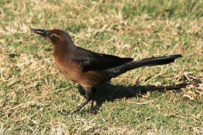 Great-tailed Grackle (female)