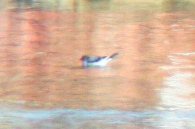 Little Gull at Windsor Lake, Weld County, Colorado, 2 Dec 2012