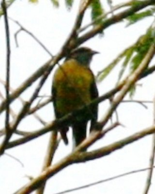 Bananaquit (adult male)