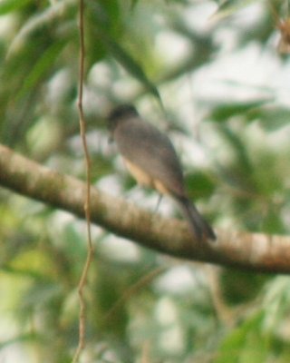 Crested Becard (adult male)