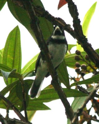 Double-collared Seedeater (adult male)