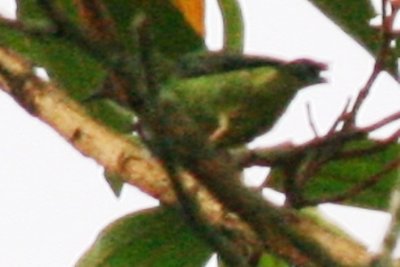 Green Honeycreeper ? (female)