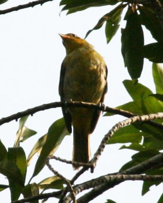 Rufous-brown Solitaire ?