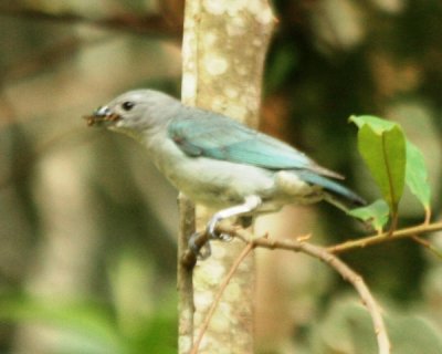 Sayaca Tanager