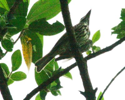 Streaked Flycatcher