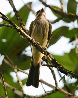 Variegated Flycatcher