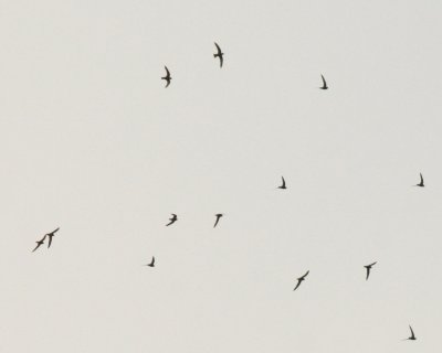 White-collared Swifts ?