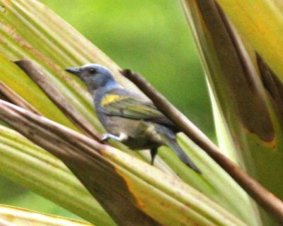 Yellow-chevroned Tanager