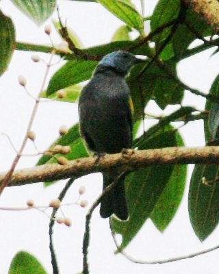 Yellow-chevroned Tanager