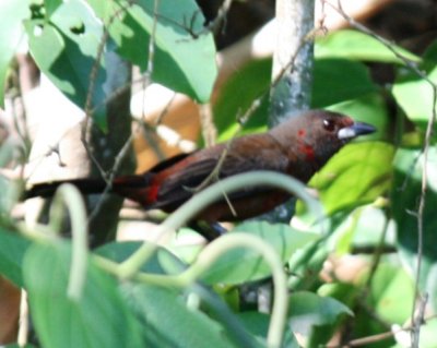 Brazilian Tanager (female) 