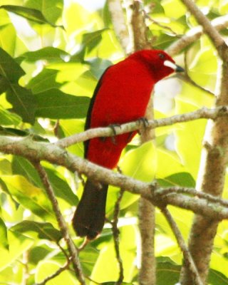 Brazilian Tanager (male) 