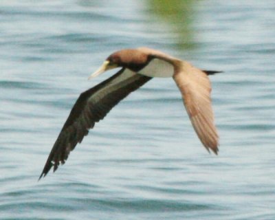 Brown Booby 
