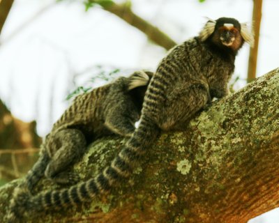 Common Macacques 