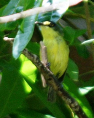 Gray-headed Tody-Flycatcher 
