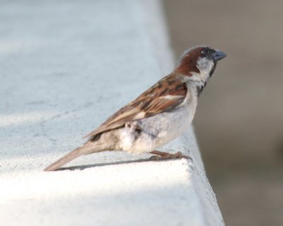  House Sparrow 
