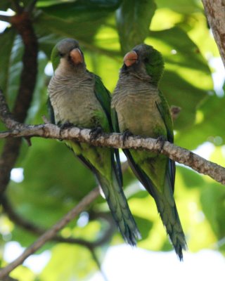 Monk Parakeet 