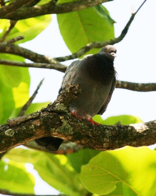 Rock Pigeon 