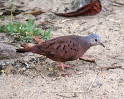  Ruddy Ground-Dove 