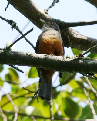  Rufous-bellied Robin 