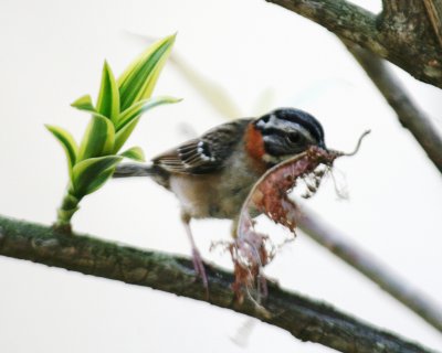 Rufous-collared Sparrow 
