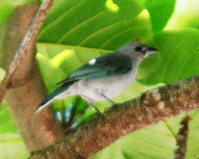  Sayaca Tanager 