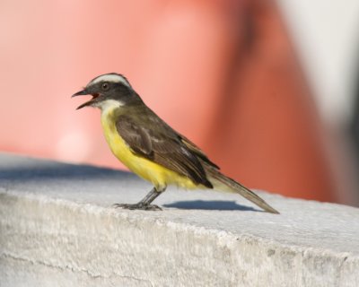  Social Flycatcher 