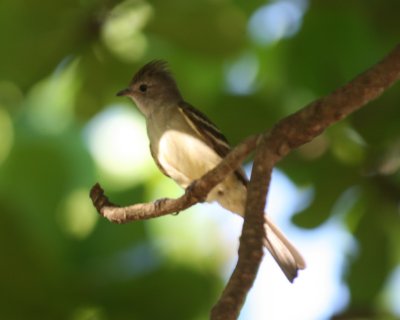  Yellow-bellied Elaenia 
