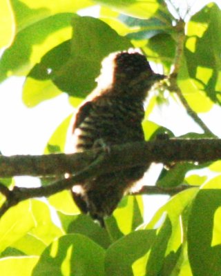 Piculet sp.