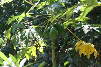 Papaya Tree