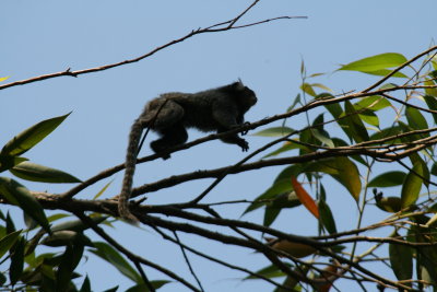 Common Macacque