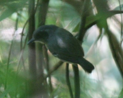 Band-tailed Antwren (female ?)