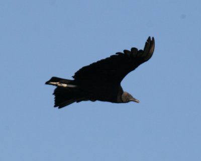 Black Vulture 