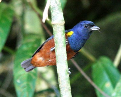 Chestnut-bellied Euphonia (male)