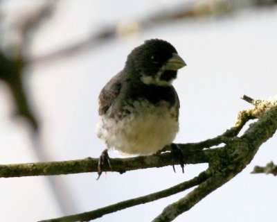 Double-collared Seedeater (male)