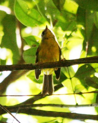 Golden-crowned Warbler