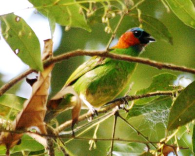 Red-necked Tanager