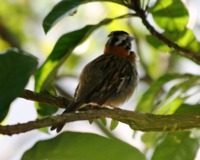 Rufous-collared Sparrow (Adult)