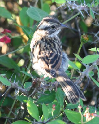 Rufous-collared Sparrow (juv)