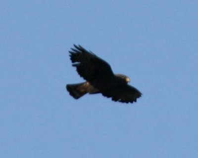 Short-tailed Hawk (dark morph)