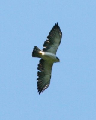 Short-tailed Hawk (light morph)