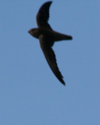 Possible Sooty Swift