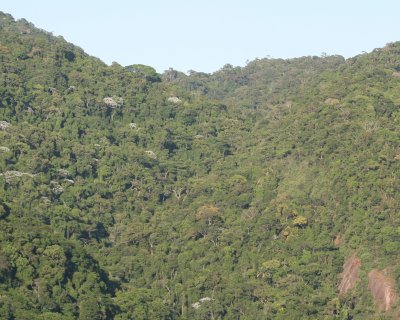 Atlantic Rainforest