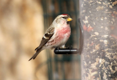 Redpoll sp., adult male