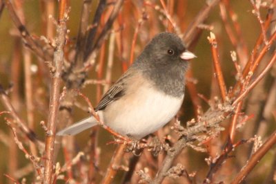 Dark-eyed Junco, (Oregon, female)