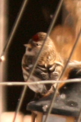 Common Redpoll, adult female