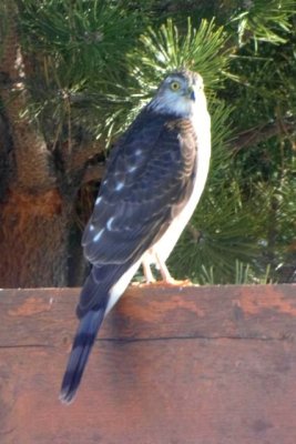 Sharp-shinned Hawk