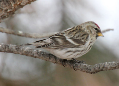 Redpoll sp., adult female (same bird)